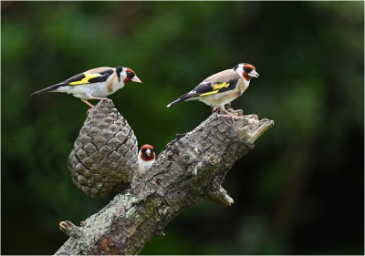 Gold Finch Trio.jpg