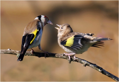 Goldfinch Feeding .jpg