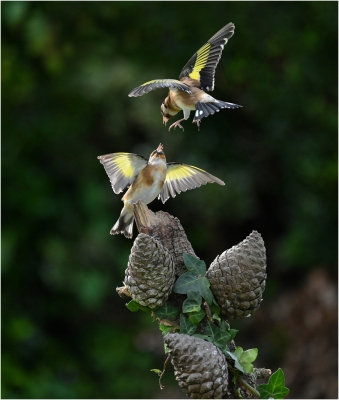 Goldfinch Fight Club.jpg