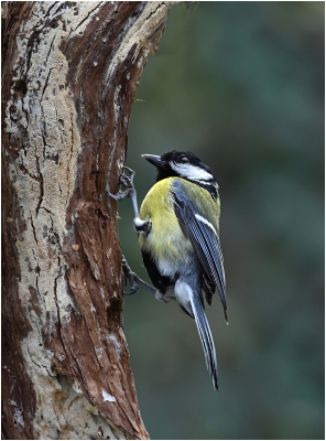 Great Tit 2.jpg