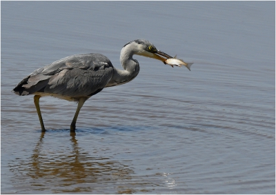 Grey Heron.jpg