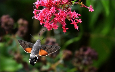 Hawkmoth in Flight.jpg