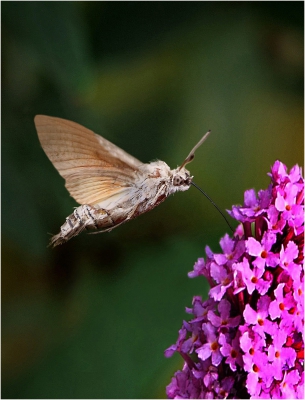 Hummingbird Hawk-moth.jpg