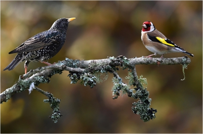 Just Good Friends.jpg