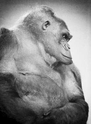Male Gorilla.jpg