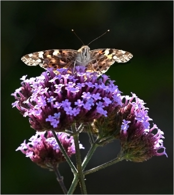 Painted Lady 1.jpg