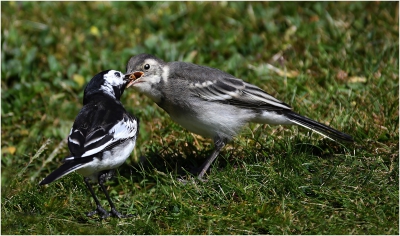 Pied Wagtail Feeding.jpg