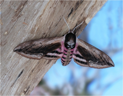 Privet Hawk-moth.jpg