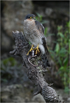 Sparrow Hawk with Rat.jpg