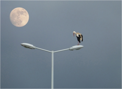 Urban White Stork.jpg