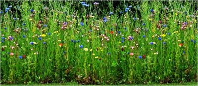 Wild Flowers.jpg