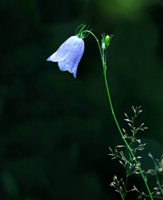 Wild Harebell.jpg
