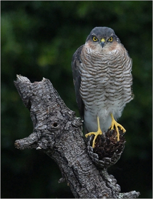 Young Sparrow Hawk .jpg