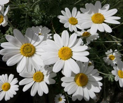 Ox Eye Daisys.jpg