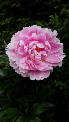 Pink Peony.jpg