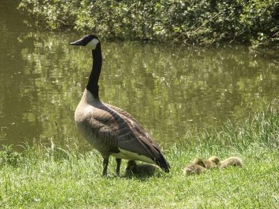 Too Hot for Some.jpg