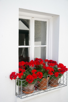 Window Geraniums.jpg