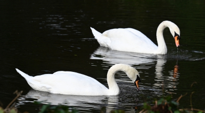 A Pair of Swans.jpg