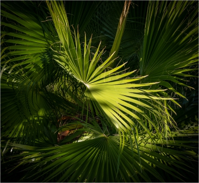 Above a Palm Tree .jpg