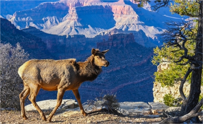 An Elk near the Edge!.jpg