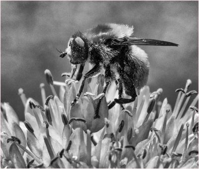 Bee in Profile-.jpg