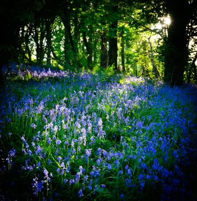 Bluebells, Godolphin Woods.jpg
