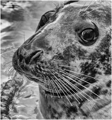 Grey Seal.jpg