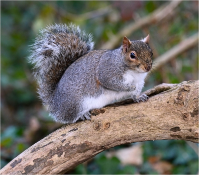 Squirrel on a Branch.jpg