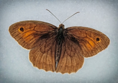 Backlit Butterfly.jpg