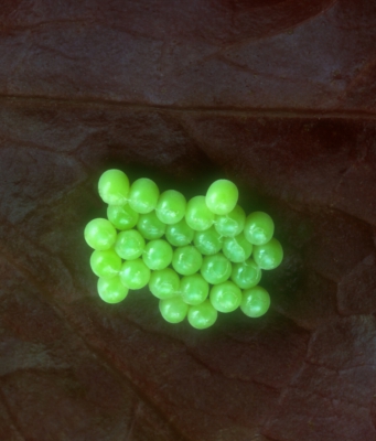 Butterfly Eggs on Lettuce.jpg