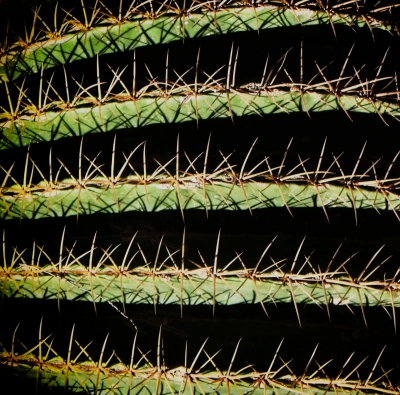 Cactus Abstract.jpg