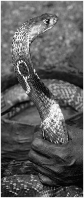 Charmed Snake.jpg