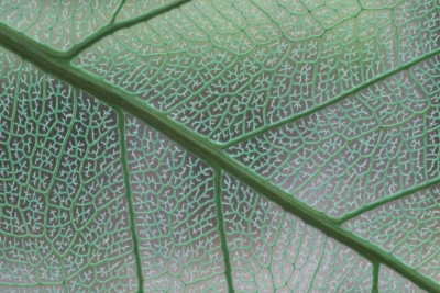 Leaf Abstract.jpg