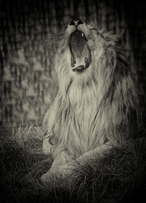 Lion Yawn.jpg